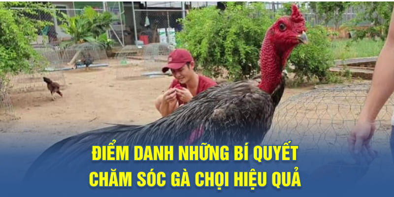 Điểm danh những bí quyết chăm sóc gà chọi hiệu quả