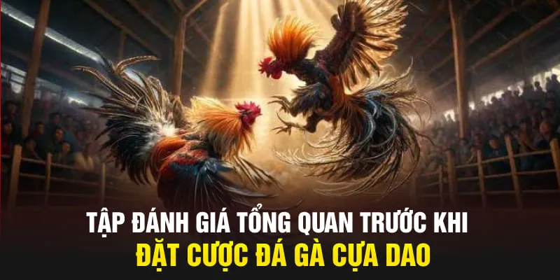 Tập đánh giá tổng quan trước khi đặt cược đá gà cựa dao
